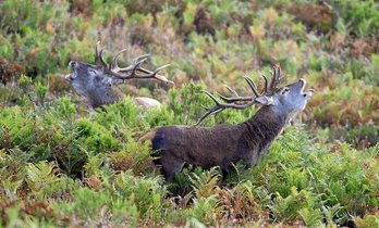 gara-2015-09-30-Crónica