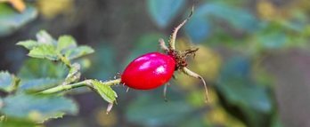 gara-2015-10-13-Noticia