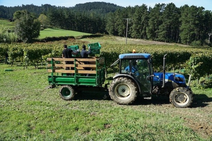 Morgako mahastietan, mahatsa biltzen. (Gotzon ARANBURU)