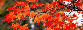 gara-2015-11-03-Noticia