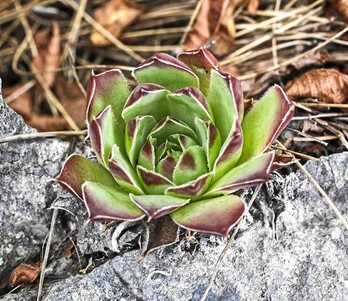 gara-2016-02-02-Noticia