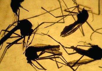 gara-2016-02-04-Reportaje