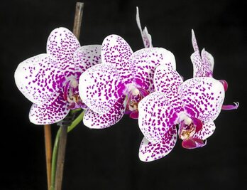 gara-2016-03-09-Noticia