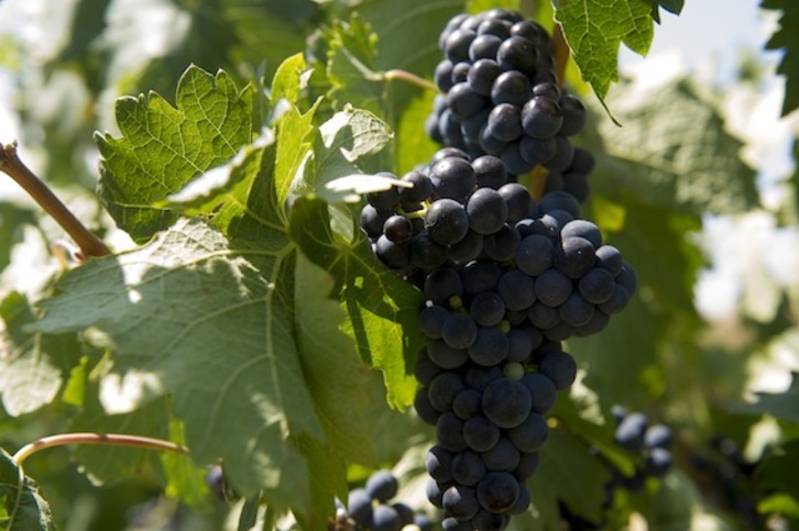 El proyecto permite obtener información a tiempo real de los viñedos. (Raul BOGAJO/ARGAZKI PRESS)
