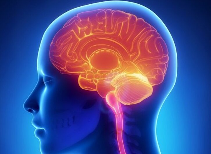 El BCBL quiere analizar el impacto del euskara en el cerebro.