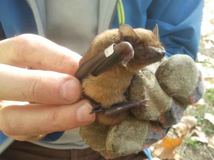 Un murciélago come diariamente el equivalente al 50% de su peso. (Gobierno de Nafarroa)