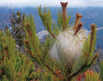 901procesionaria_apertura