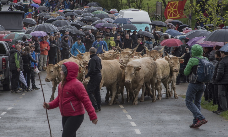 Larreen irekieran behiak izan dira lur eremuetan lehenak sartzen. (Andoni CANELLADA/ARGAZKI PRESS)