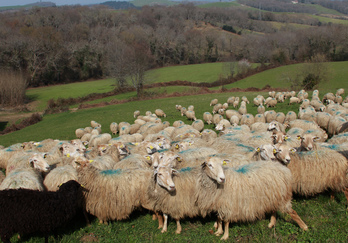 Ossau-Iraty sormarkak ez du Kanadaren babesik izanen. © Bob EDME
