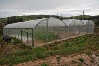 Negutegiko lehen tomateak eta patatak 