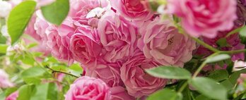 gara-2016-05-24-Noticia