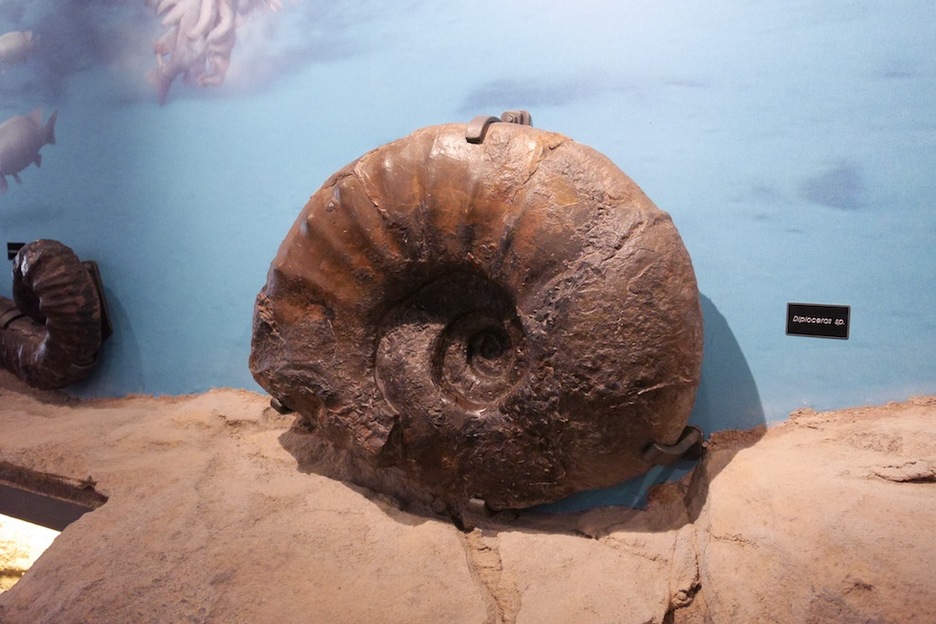 Ammonitea Nautilus zentroko erakusketan. (Gotzon ARANBURU)