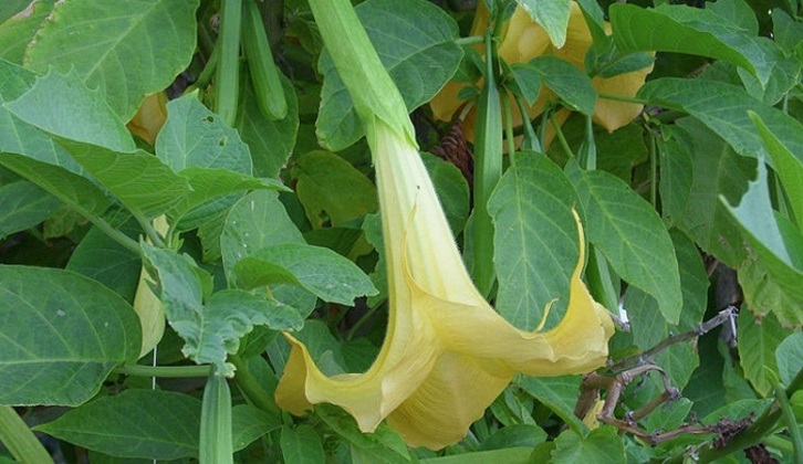 Burundanga edo eskopolamina aurkitzen den landarea