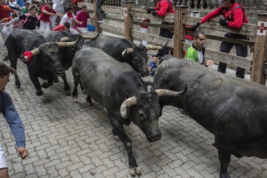 Los Miuras avanzan hacia la plaza con uno de ellos llevando parte de una camiseta en el cuerno. (Lander ARROYABE/ARGAZKI PRESS)