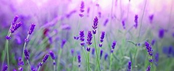 gara-2016-08-17-Noticia