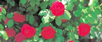 gara-2016-10-04-Noticia