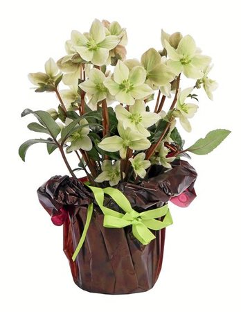 gara-2016-11-22-Noticia