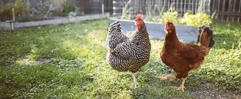 gara-2016-11-29-Noticia