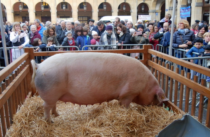 Potxola hociquea entre la paja, ajena a las miradas. (Andoni CANELLADA / ARGAZKI PRESS)