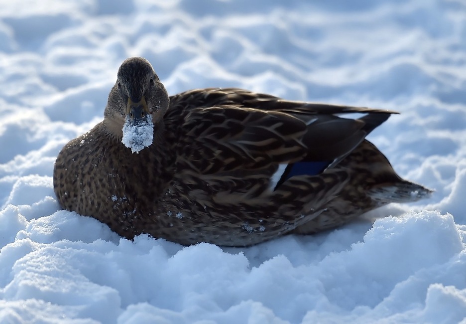 Ahate bat Berlinen. (Britta PEDERSEN/AFP)