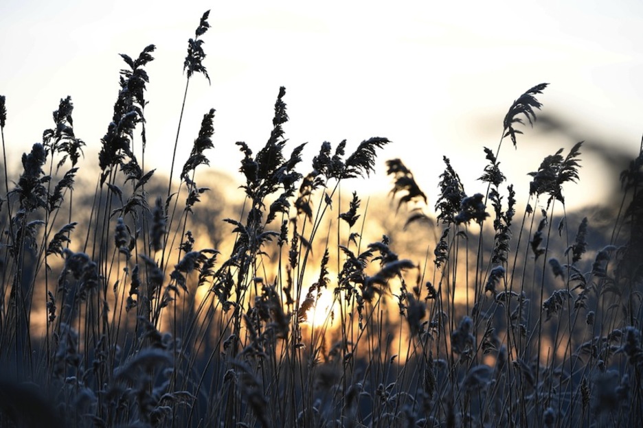 Antzigarra landareetan, Bretainian. (Damien MEYER/AFP) 