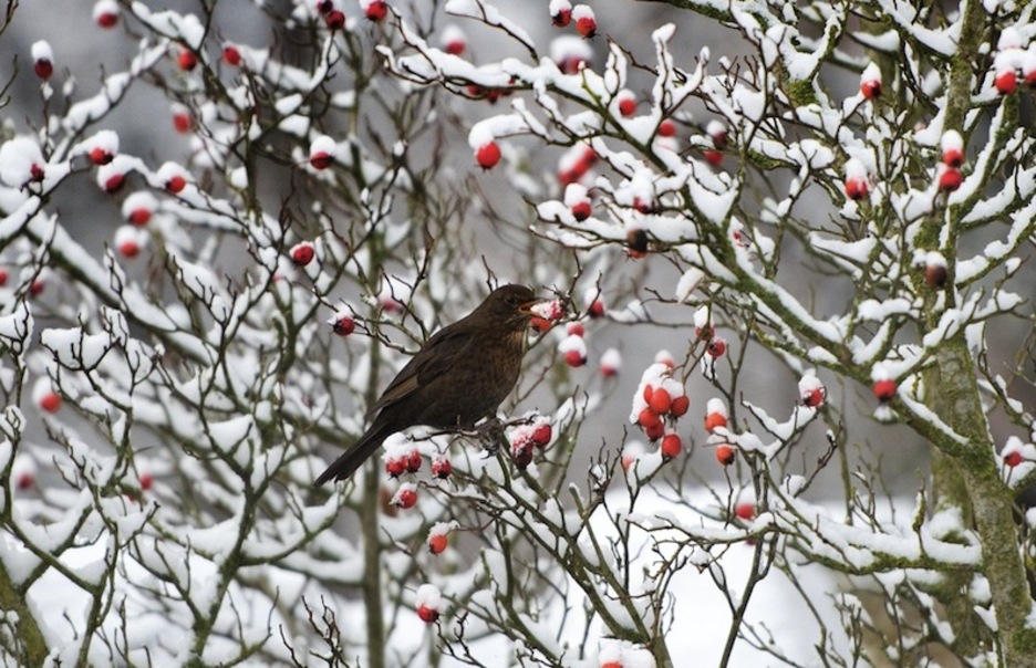 Zozo bat zuhaixka batean, Dresden hirian, Alemanian.  (Arno BURGI/AFP) 