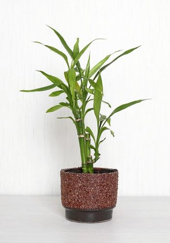 gara-2017-01-17-Noticia