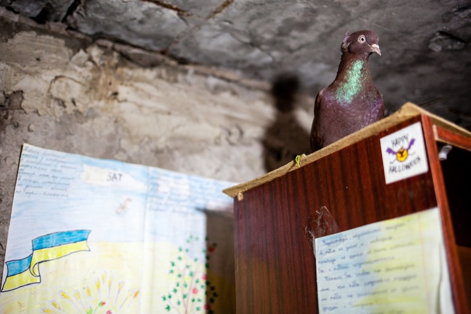 Una paloma que vive en un bunker ucraniano. La acción de la artillería obliga a pasar bajo tierra muchas horas a los soldados de primera línea. (Juan TEIXEIRA) Una paloma que vive en un bunker ucraniano. La acción de la artillería obliga a pasar bajo tierra muchas horas a los soldados de primera línea. (Juan TEIXEIRA)