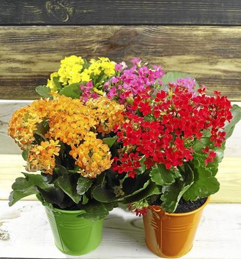 gara-2017-02-14-Noticia