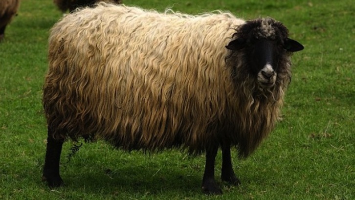 Una oveja latxa.
