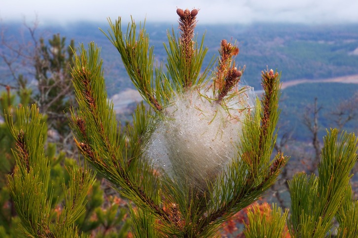 Iruñea toma medidas contra la procesionaria. (Iñaki VIGOR)