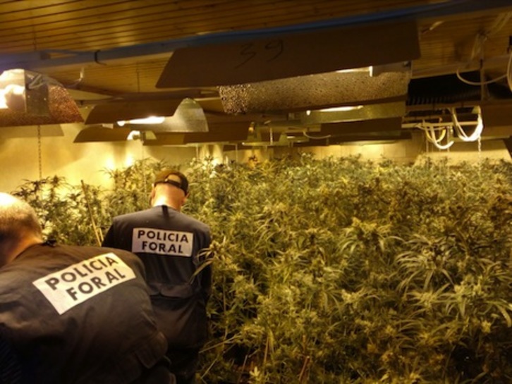 Parte de la plantación intervenida en Orkoien. (POLICÍA FORAL)