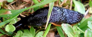 gara-2017-04-25-Noticia