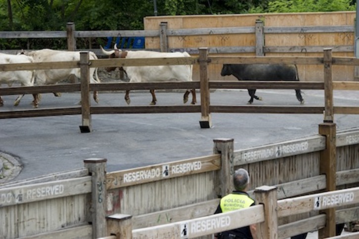 El toro Curioso inicia el recorrido a la inversa del encierrillo escoltado por los mansos en el histórico encierro del 11 de julio de 2015. (Iñigo URIZ/ARGAZKI PRESS)