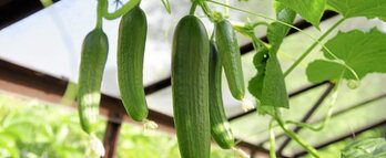 gara-2017-06-27-Noticia