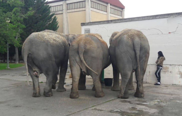 Los tres elefantes del Gran Circo Mundial que se han podido ver en la Txantrea. (TXANTREAN AUZOLAN)