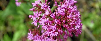 gara-2017-07-10-Noticia