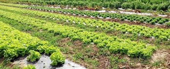 gara-2017-07-18-Noticia