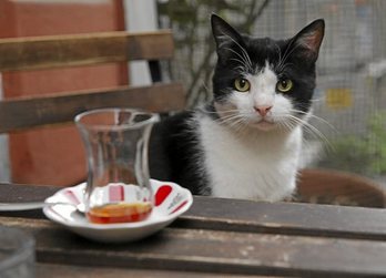 gara-2017-07-20-Noticia