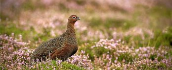 gara-2017-09-12-Noticia