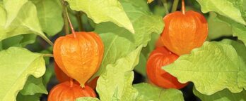 gara-2017-09-19-Noticia