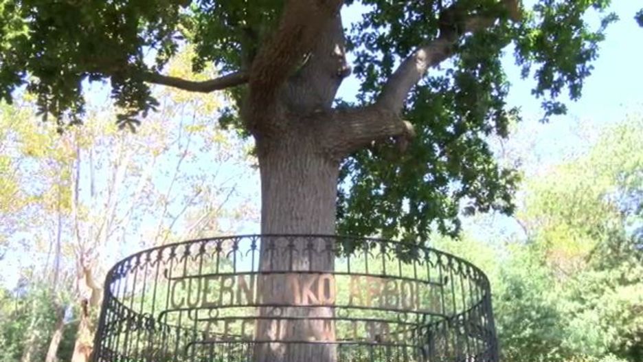 20170925-gernikakoarbolaarenys