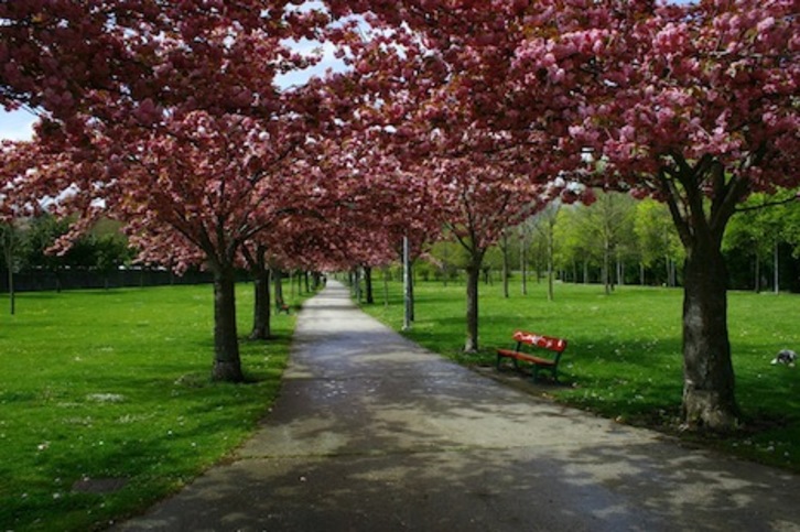 Imagen de los cerezos japoneses del parque de Irubide, elegidos árboles del año de la Txantrea. (AYUNTAMIENTO DE IRUÑEA)