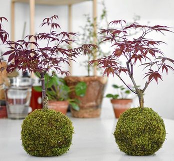 gara-2017-11-13-Noticia