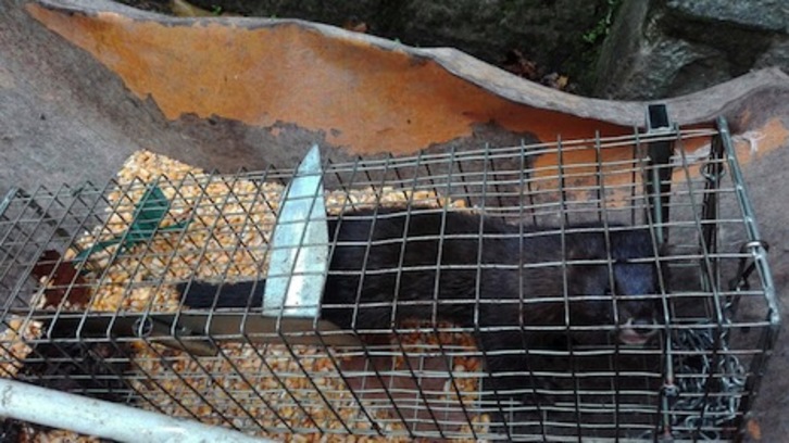 El visón atrapado en un estanque de la Taconera. (AYUNTAMIENTO DE IRUÑEA)