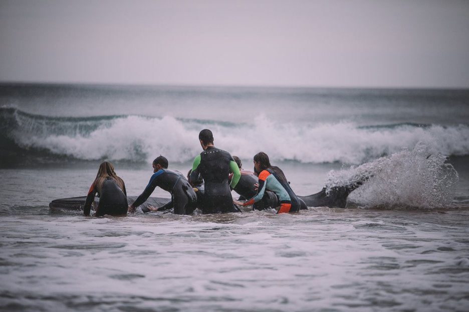 Los surfistas han unido sus fuerzas para ayudar a la ballena (@ekaitZilarmendi)