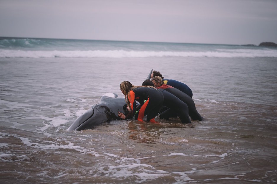 Los surfistas han unido sus fuerzas para ayudar a la ballena (@ekaitZilarmendi)