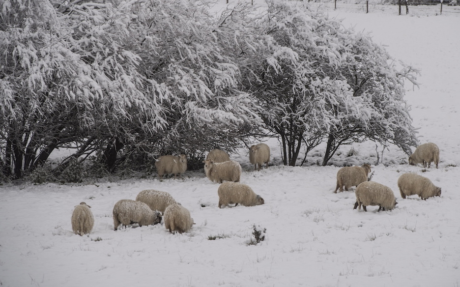 Una ovejas en Etxarri Aranatz. (Jagoba MANTEROLA/ARGAZKI PRESS)