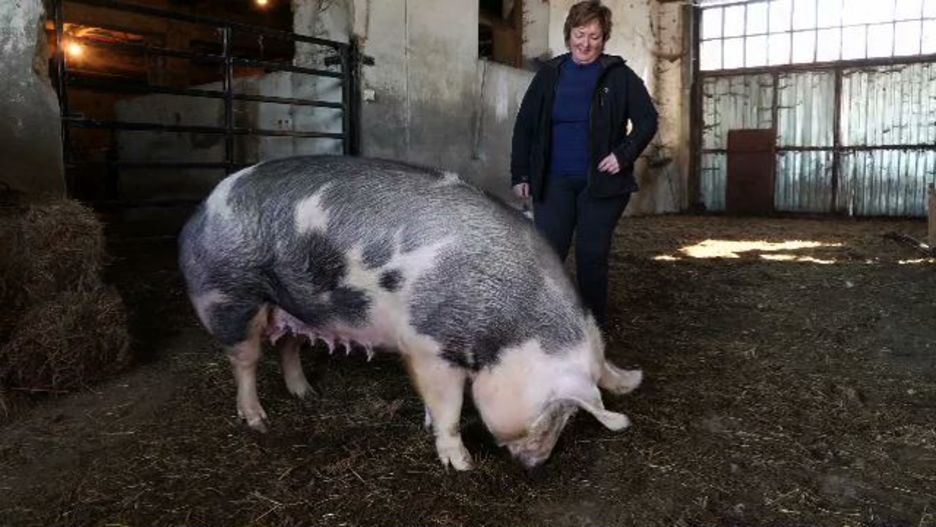 20171205_donostia_santomasak