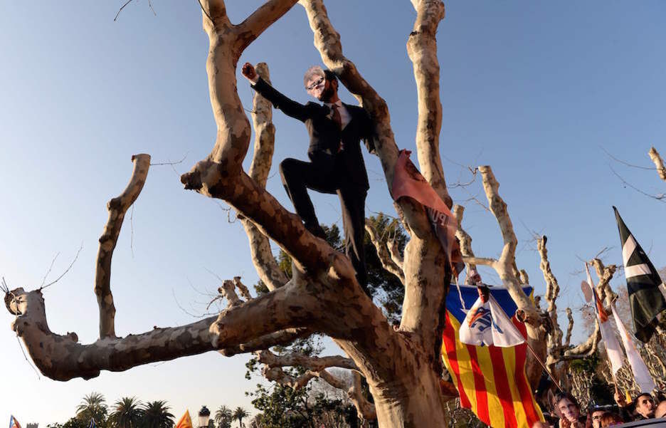 Un manifestante subido a un árbol. (Josep LAGO / AFP)
